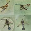 Synanthedon sp.